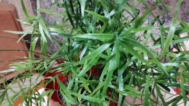 Аспарагуса не бывает много!!! смотреть онлайн