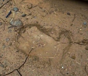 Хамар-Дабан, два отпечатка ладони "снежного человека"