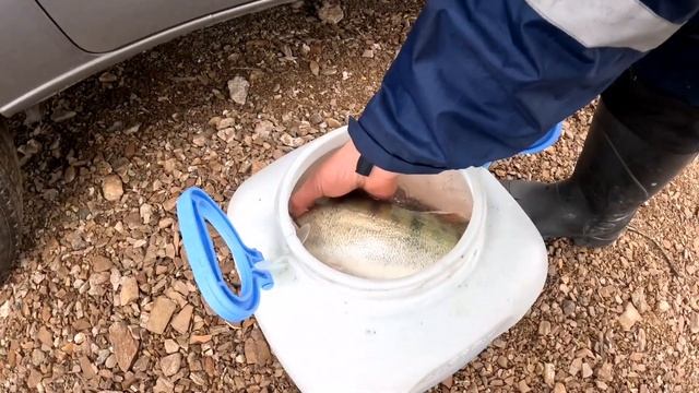 Судак рвёт подсак. Интересная рыбалка на Тоболе. Ловля судака на джиг смотреть онлайн