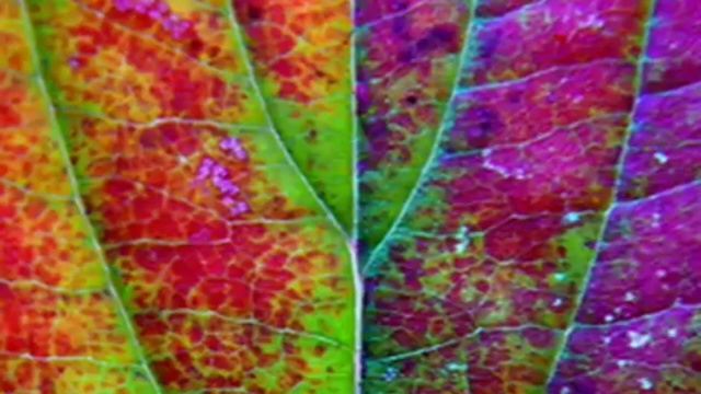 ass Yahweh 2018 Euro gender delirium смотреть онлайн