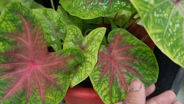 8 Different Varieties of Syngoniums ||My Syngonium Collection|| Huge Variety of Syngonium/ Arrowhea смотреть онлайн