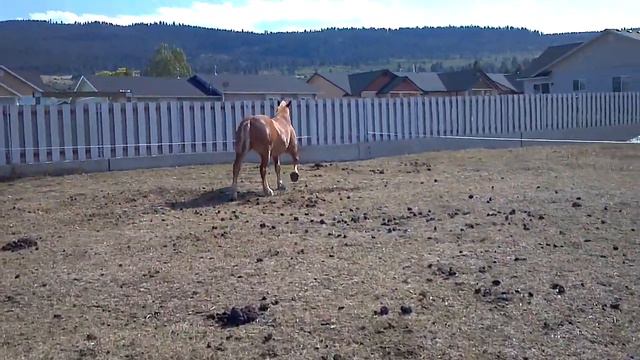 Belgian Brabant mare смотреть онлайн