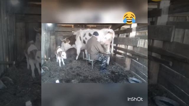 Как мужик корову доит ??? смотреть онлайн