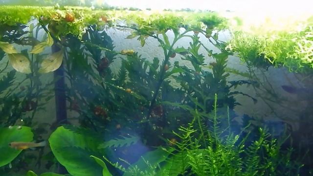 Аквариумы не требующие ухода. смотреть онлайн