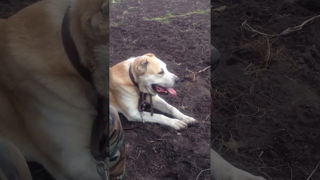 Алабай, САО, Первая вязка 2. смотреть онлайн