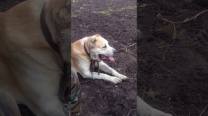 Алабай, САО, Первая вязка 2.