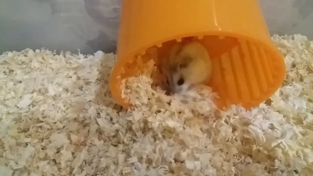 Сколько живут хомяки джунгарики. смотреть онлайн