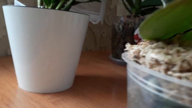 Хвастаюсь новинками,Морозная вишня и дендрофаленопсис смотреть онлайн