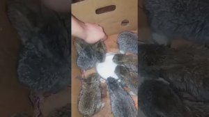 Как выкормить кролят в 2-х недельном возрасте  если кролиха умерла