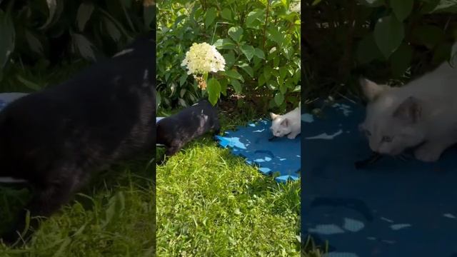 Первая пойманная рыба у котенка))) смотреть онлайн