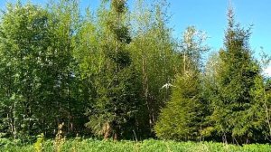 Пение птиц Ленинградской области. Май.