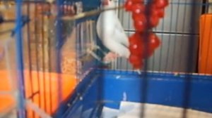 Рисовые амадины- кормление, уход.