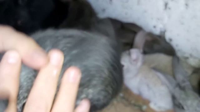 Как определить пол у кроликов когда ничего не понятно! смотреть онлайн