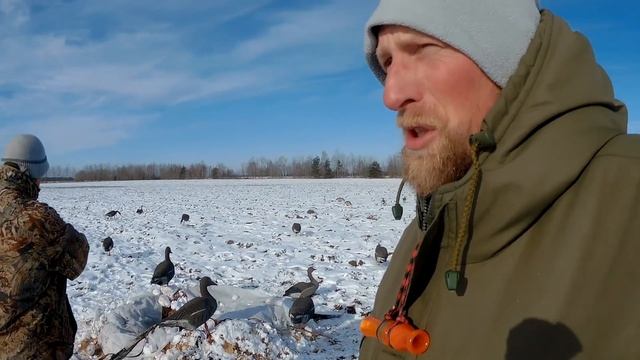 ОХОТА НА ГУСЯ ВЕСНОЙ 2021. Три трудовые охоты на кукурузном поле смотреть онлайн