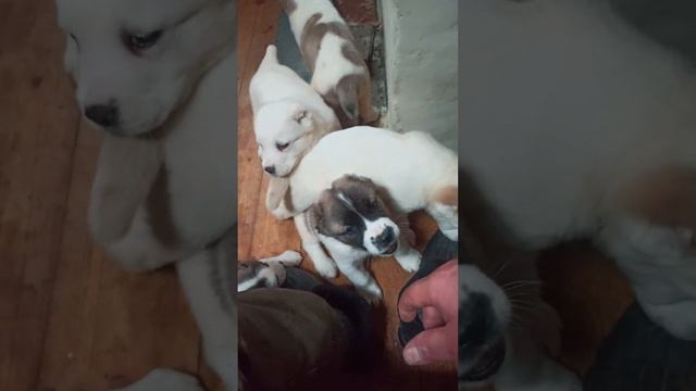 зашёл посмотреть чем они тут занимаются смотреть онлайн