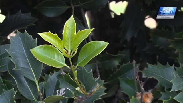 Город готовится к весне. На клумбах Туапсе кипит работа.