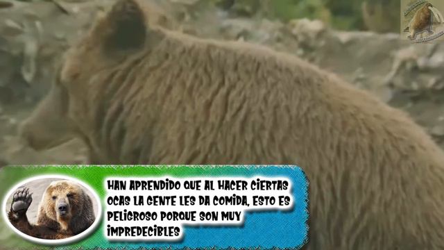 oso pardo: El fisicoculturista hipócrita - documental de animales salvajes смотреть онлайн