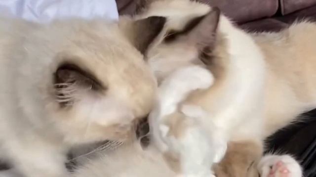 Маня Кошечка. Рэдголл смотреть онлайн