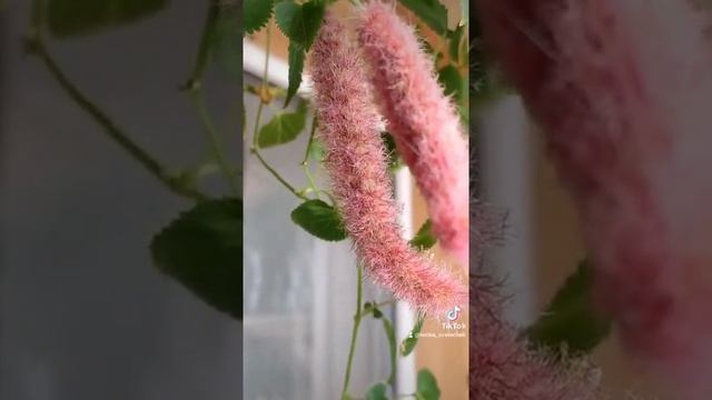 Акалифа цветение смотреть онлайн