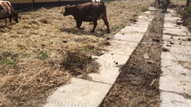 Снимаем щит и выгул для молочных нетелей смотреть онлайн