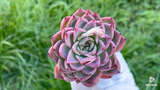 Echeveria Bonfire смотреть онлайн