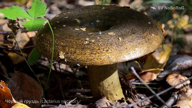 Чёрный груздь (Lactarius necator) смотреть онлайн