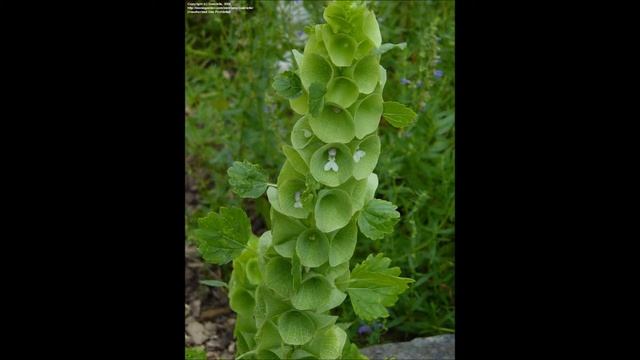 Moluccella laevis смотреть онлайн