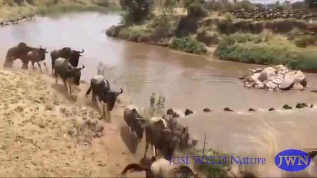 Стада антилоп и зебр переходят африканскую реку. Приятное видео. Никаких крокодилов и опасностей... смотреть онлайн