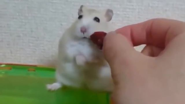Обиженный хомяк смотреть онлайн