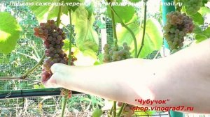 Виноград Рилайнс пинк сидлис - ультраранний кишмиш с высоким содержанием сахара и вкусом земляники