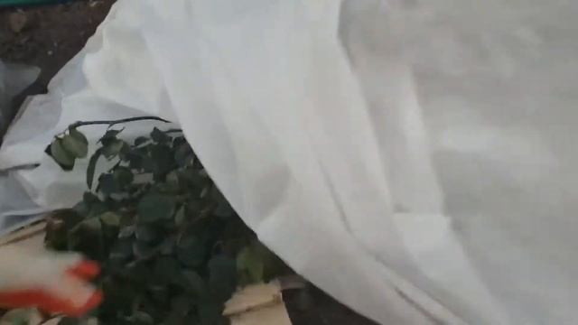 Плетистые розы в средней полосе)) смотреть онлайн