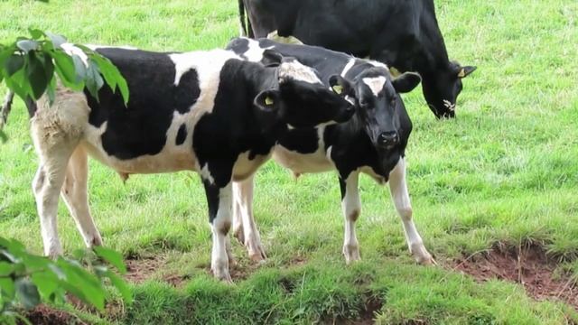 Домашнее хозяйство / корова мычит, петух кукарекает / звуки природы звуки ферма смотреть онлайн