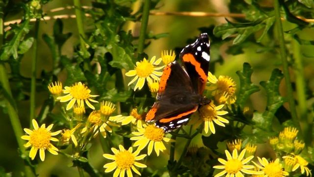 Red Admiral Butterfly - Butterflies In Cornwall