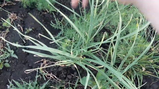 Все про Чеснок. Какой сорт Сажать. Когда сажать.Как ухаживать за ЧЕСНОКОМ что б он был большим. смотреть онлайн