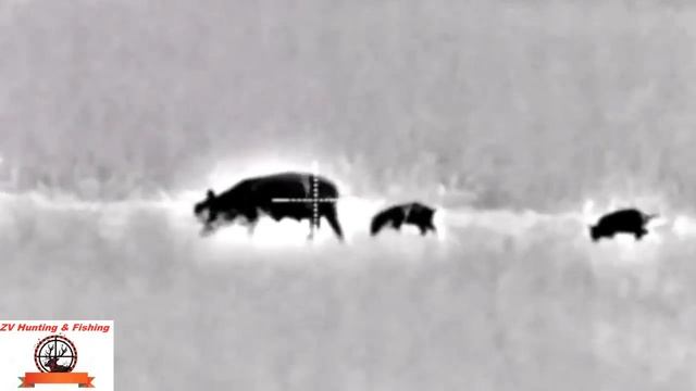 WILD BOAR HUNTING. Охота с прицелом ночного видения. смотреть онлайн