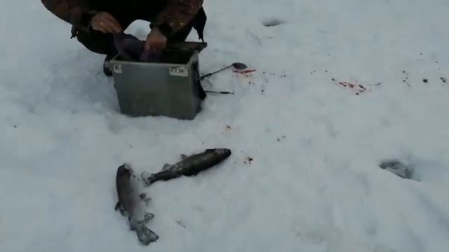 Утренний клёв форели в Прудцах на безлимите. смотреть онлайн
