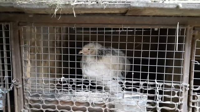 #142 Замёрзли цыплята. Утепление курятника. смотреть онлайн