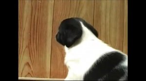 Подарите мне собаку - барабаку!