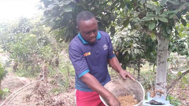 Bouturage des arbres fruitiers : agrumes et mangoustanier смотреть онлайн