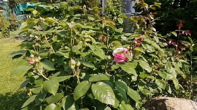 Мери Роуз. Английская роза. Первый цветок. Алый мак. смотреть онлайн