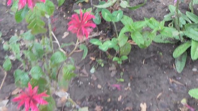 Hummingbird hawk-moth | Бражник-языкан (Macroglossum stellatarum) смотреть онлайн