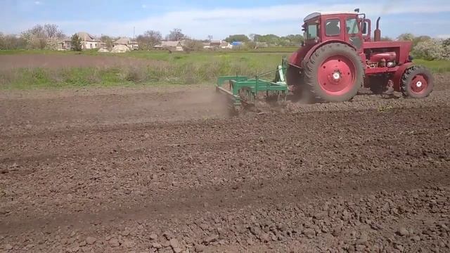 Культивация нашего 2-ого огорода после уборки картофеля #tractorvideo #youtube #tractor #т40ам #т40