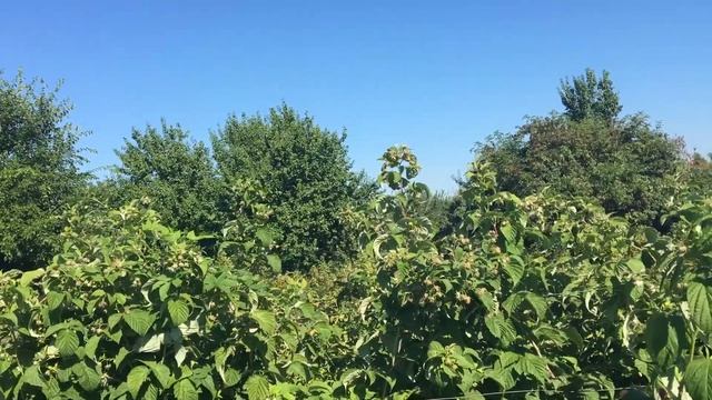 Малина Полка сбор ягоды смотреть онлайн