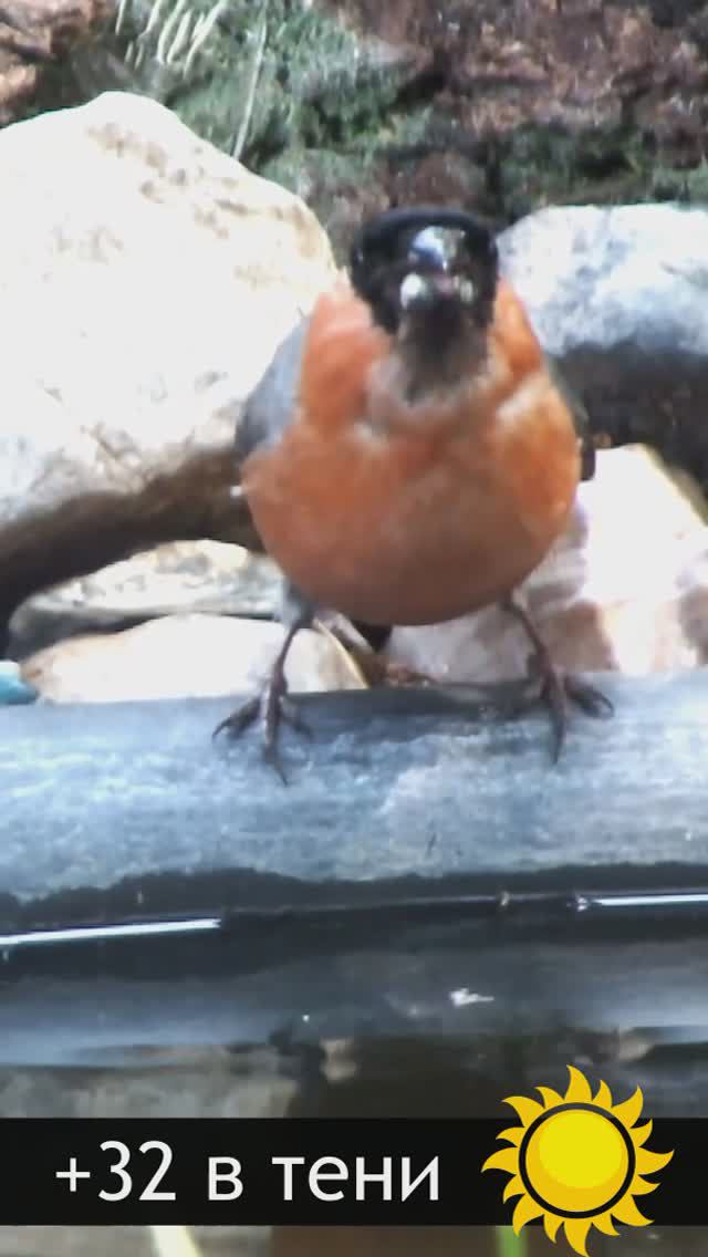 Птицы у пруда в жаркий день