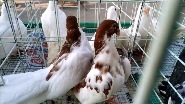 Какие Голуби сейчас в Моде. Вот что можно Встретить на Ярмарках в Молдавии смотреть онлайн