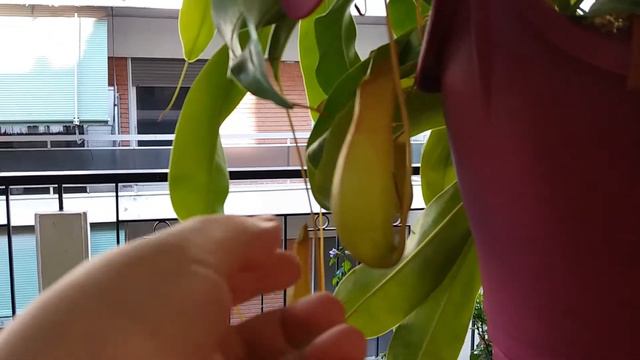Что в кувшинчиках Nepenthes?