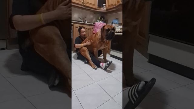 ماستيف هب مصر - Mastiff Hub Egypt - Boerboel смотреть онлайн