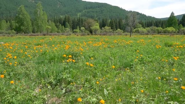 ALTAY Village Life. Sheep Farm In Altay Mountains. Russia
