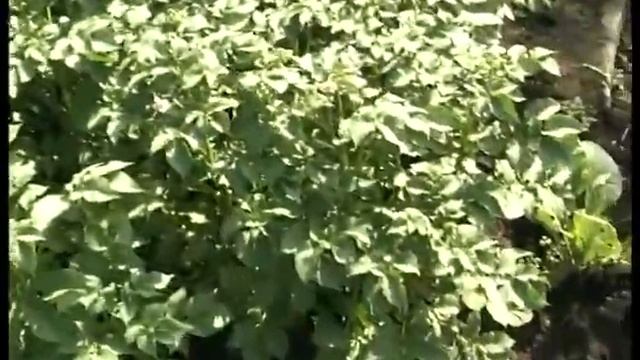 О выращивании картофеле на участке при нехватке земли смотреть онлайн