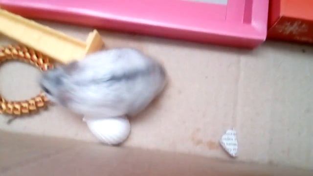 Реакция кота Васи на хомяка/хомяк укусил??? ? смотреть онлайн